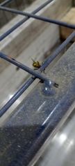 Amblyteles armatorius