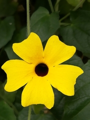 Thunbergia alata