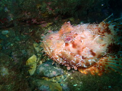 Scorpaena scrofa
