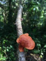 Trametes sanguinea