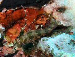 Parablennius gattorugine