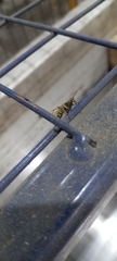 Amblyteles armatorius
