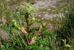 Angelica gmelinii