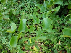 Smilax californica