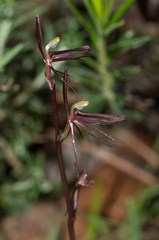 Cyrtostylis reniformis