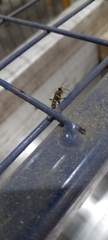 Amblyteles armatorius