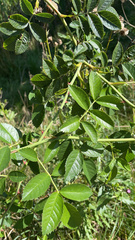 Rosa canina