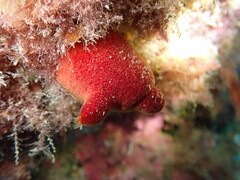 Halocynthia papillosa