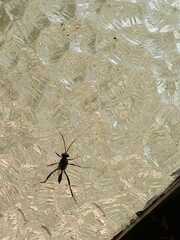 Evania appendigaster