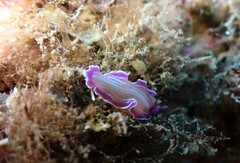 Prostheceraeus roseus