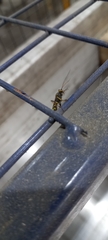 Amblyteles armatorius