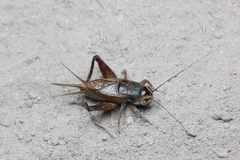 Teleogryllus