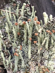 Cladonia