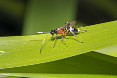 Cryptinae