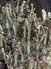Cladonia