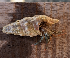 Clibanarius erythropus