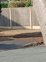 Columba palumbus palumbus