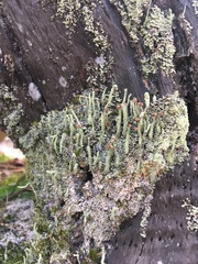 Cladonia