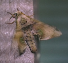 Daphnusa ocellaris