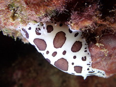 Peltodoris atromaculata