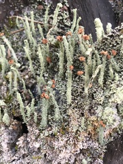 Cladonia