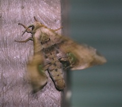 Daphnusa ocellaris