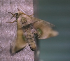 Daphnusa ocellaris