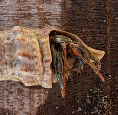 Clibanarius erythropus