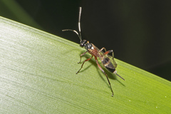 Cryptinae