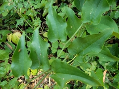 Smilax californica