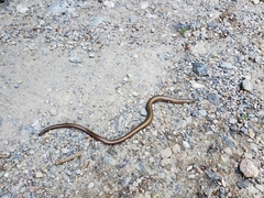 Anguis fragilis