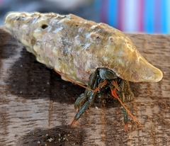 Clibanarius erythropus