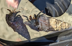 Clibanarius erythropus