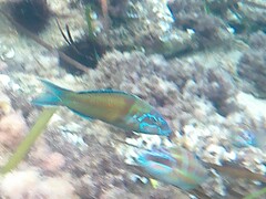 Thalassoma pavo