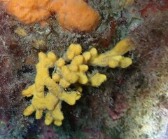 Axinella verrucosa