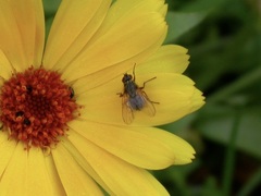 Brachycera