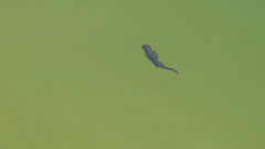 Ichthyosaura alpestris