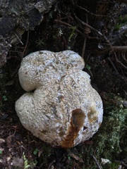 Scleroderma