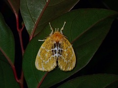 Artaxa