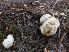 Scleroderma