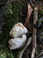 Scleroderma