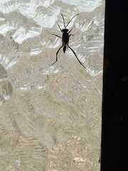 Evania appendigaster