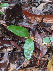 Podolobium scandens