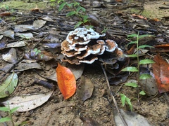 Thelephora aurantiotincta