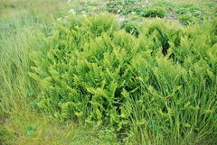Athyrium distentifolium