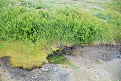 Athyrium distentifolium