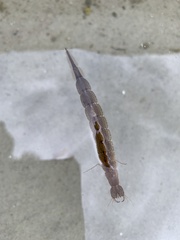 Cybister lateralimarginalis