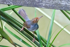 Orthotomus ruficeps