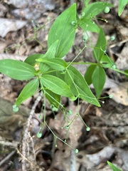 Galium latifolium