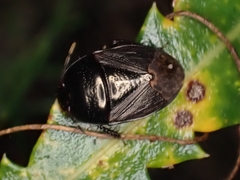 Geotomini